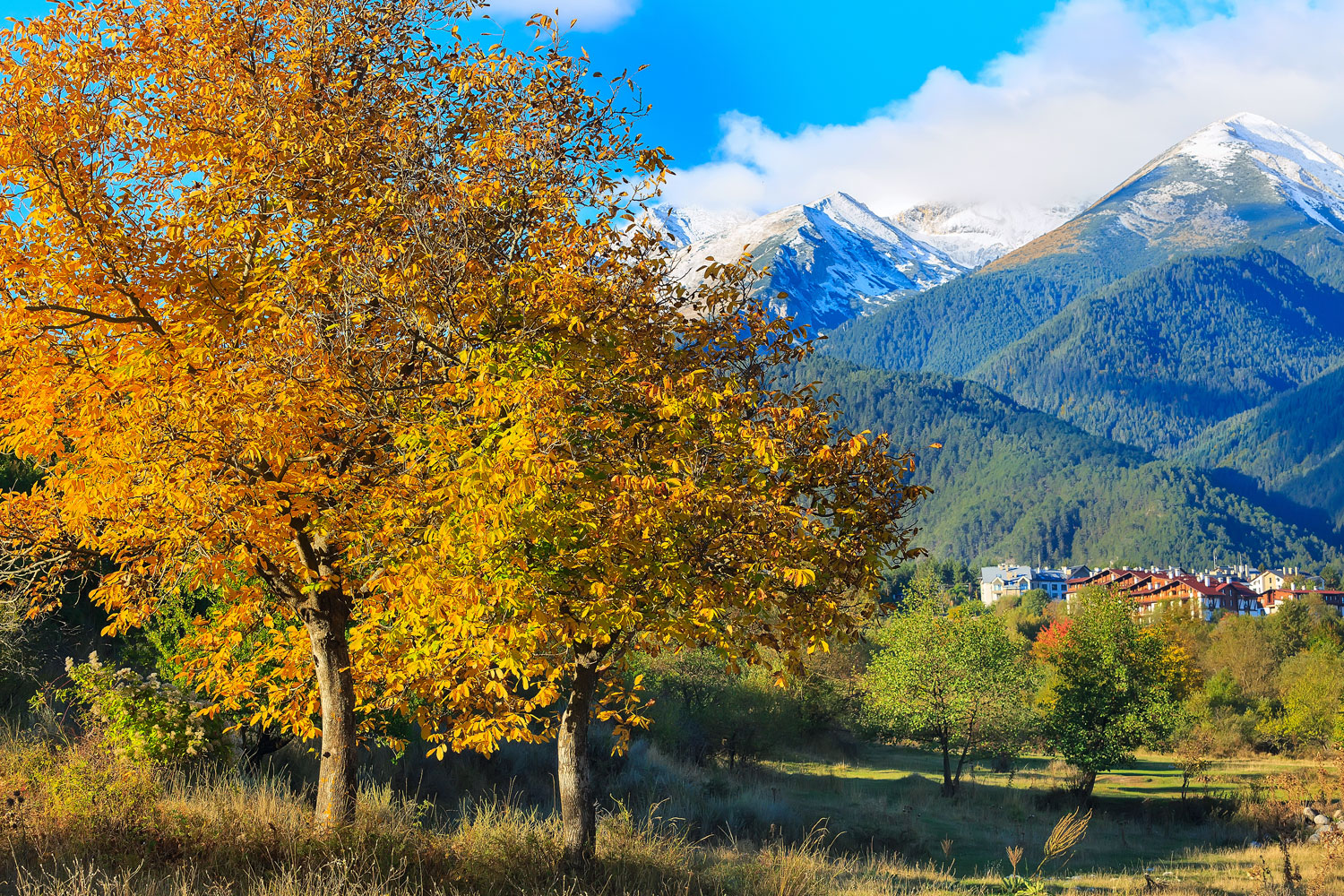 bansko nirvana